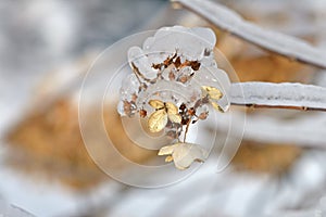 Frosted hydrangea