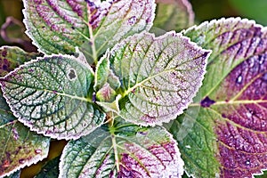 Frosted Hydrangea Leaves