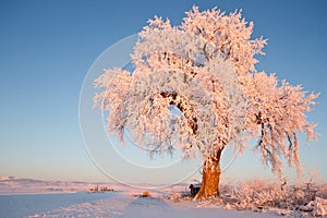 Frosted Ice Lone Winter Tree at Glowing at Sunrise