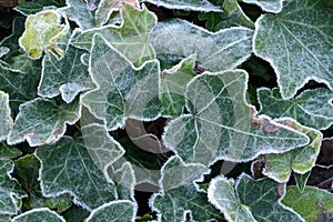 Frosted ivy