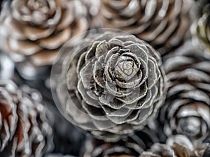 Frosted larch cones
