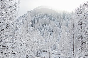 Frosted larches