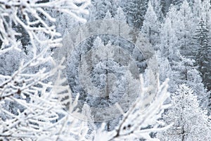 Frosted larches