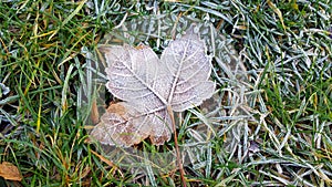 Frosted leaf