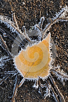 Frosted leaf