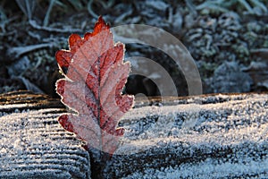 Frosted leaf.
