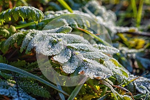 Frosted leaf on the green grass in the garden, natural background