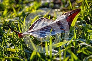 Frosted leaf on the green grass in the garden, natural background