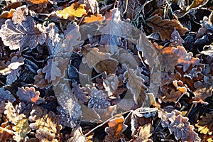 Frosted leaf litter in sunlight winter season nature details