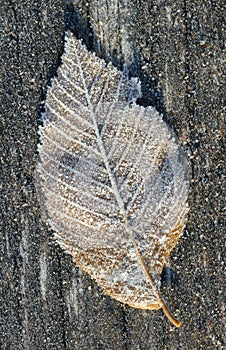 Frosted leaf in a morning.
