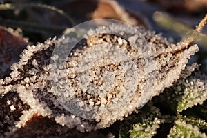 Frosted Leaf Surface Texture.