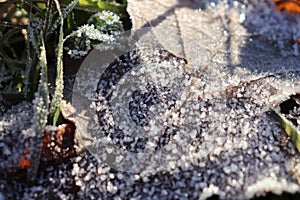 Frosted Leaf Surface Texture.