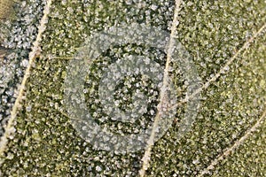 Frosted Leaf Surface Texture.