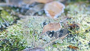 Frosted leafs surface texture. Frosty leaves with moss. Rack focus.