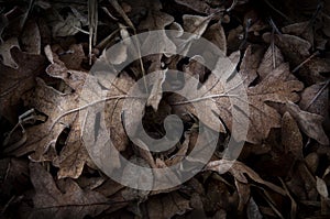 Frosted Leaves