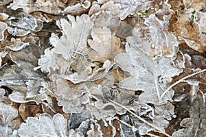 Frosted Leaves