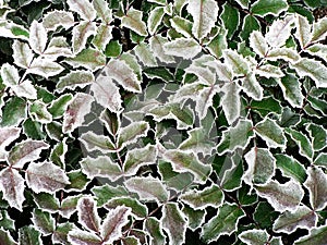 Frosted leaves