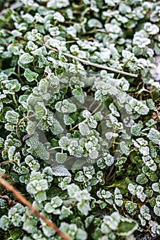 Frosted leaves