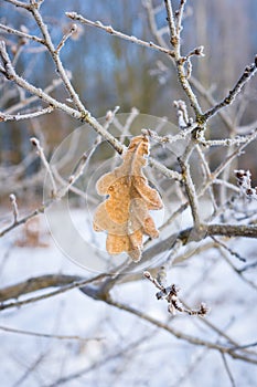 Frosted leaves, close-up.