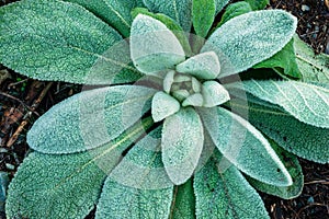 Frosted Leaves of a Fuzzy Lamb`s Ear Plant