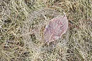 Frosted leaves in the garden in the morning