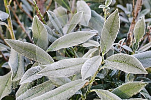 Frosted leaves in the garden in the morning