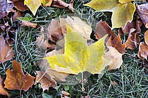 Frosted leaves on ground