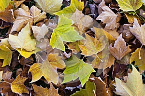 Frosted leaves on ground
