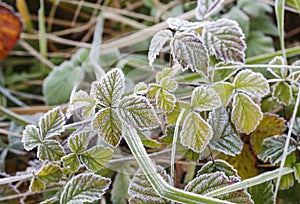 Frosted leaves in the morning