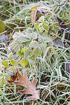 Frosted leaves in the morning