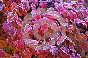 Frosted leaves of Physocarpus opulifolius diabolo