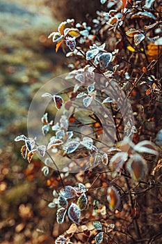 Frosted leaves in sunlight