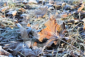 Frosted Leaves in Winter