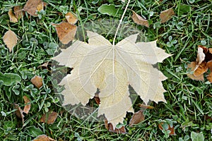 Frosted maple leaf on grass
