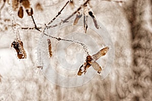 Frosted maple seed capsules, abstract winter nature details, background blurred