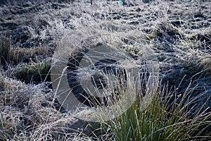 Frosted meadow landscape