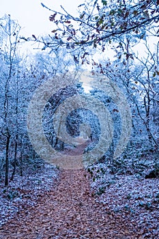 Frosted Morning: Winter's Trail Through the Woods