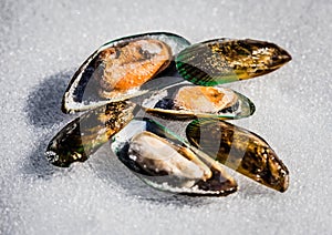 Frosted New Zealand mussels on ice.