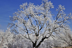 Frosted oak tree and blue sky