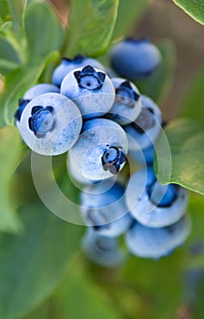 Frosted Pastel Blue Blueberry Cluster of Amazingness