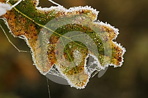 Frosted Pedunculate Oak Leaf photo