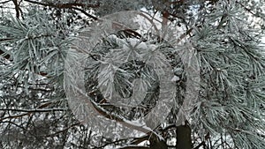 Frosted pine tree branches, slow movement