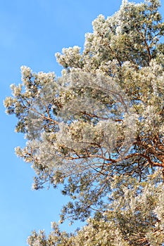 Frosted pine tree at winter morning over blue sky