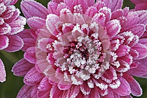 Frosted Pink Chrysanthemums