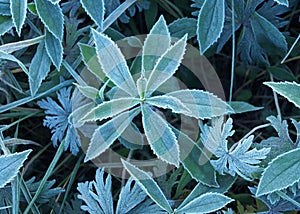 Frosted plant.