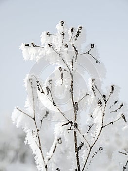 Frosted plant