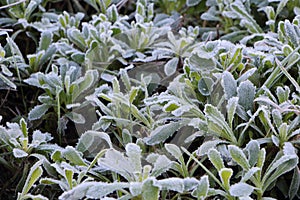 Frosted plant in a garden