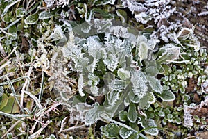 Frosted plant in a garden