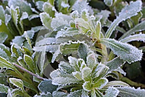 Frosted plant in a garden