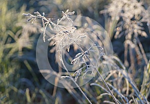 Frosted plant in the morning.